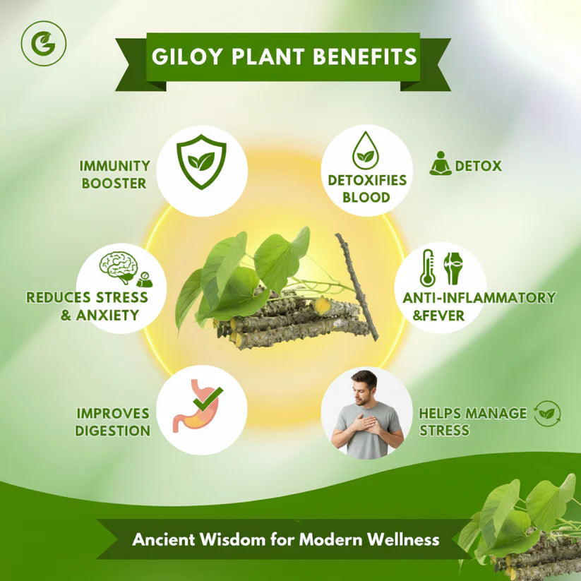 𝐇𝐞𝐫𝐛𝐚𝐥 𝐆𝐢𝐥𝐨𝐲 𝐏𝐚𝐭𝐜𝐡𝐞𝐬 🌿✨ (𝐁𝐮𝐲 𝟏 𝐆𝐞𝐭 𝟏 𝐅𝐫𝐞𝐞🔥🔥)